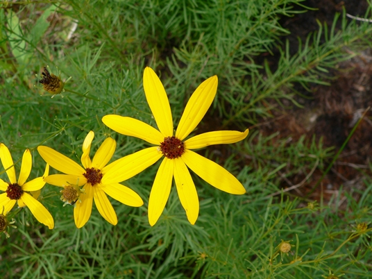 {Coreopsis pulchra}